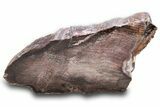 Colorful Petrified Wood End Cut - Utah #302986-1